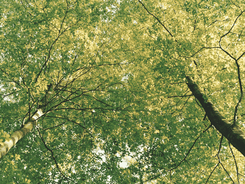 Réduire l’empreinte carbone de vos transports : le rôle clé de l’optimisation des tournées